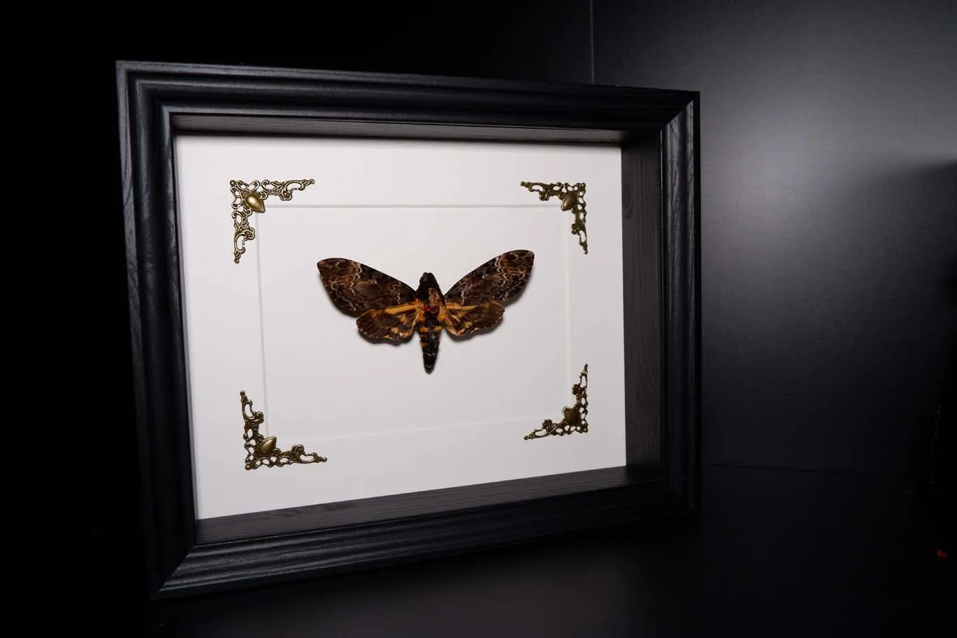 Death's Head Hawkmoth
