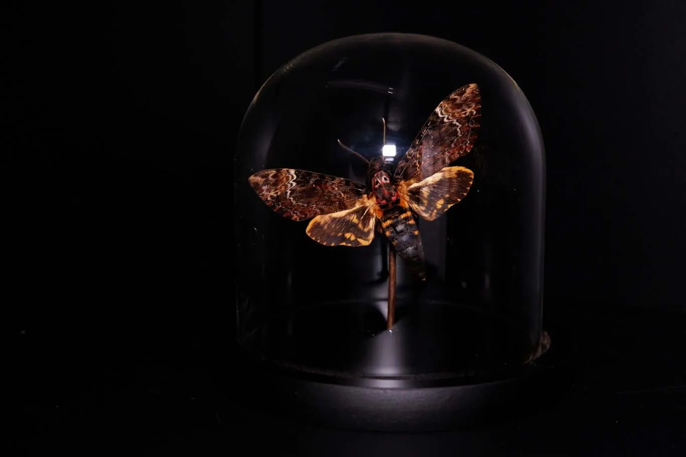 Death's Head Hawkmoth