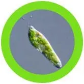 Euglena ( Euglena gracilis) Giant Microbes Plush